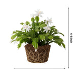 Christmas Cactus Plant, Thanksgiving Cactus in 4” Pot, Colorful Holiday Blooms, Indoor Gardens Growing (White Christmas Cactus)