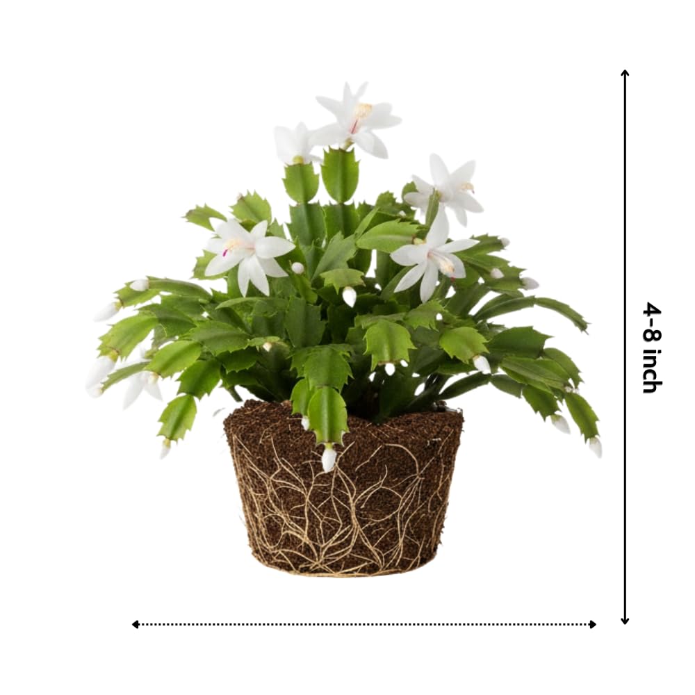 Christmas Cactus Plant, Thanksgiving Cactus in 4” Pot, Colorful Holiday Blooms, Indoor Gardens Growing (White Christmas Cactus)