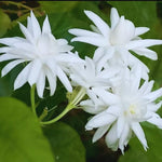 Double Jasmine Sambac Live Plants, 2 Jasmine Plants Live, 5 to 7 Inch Tall, Live Plants Outdoor Indoor