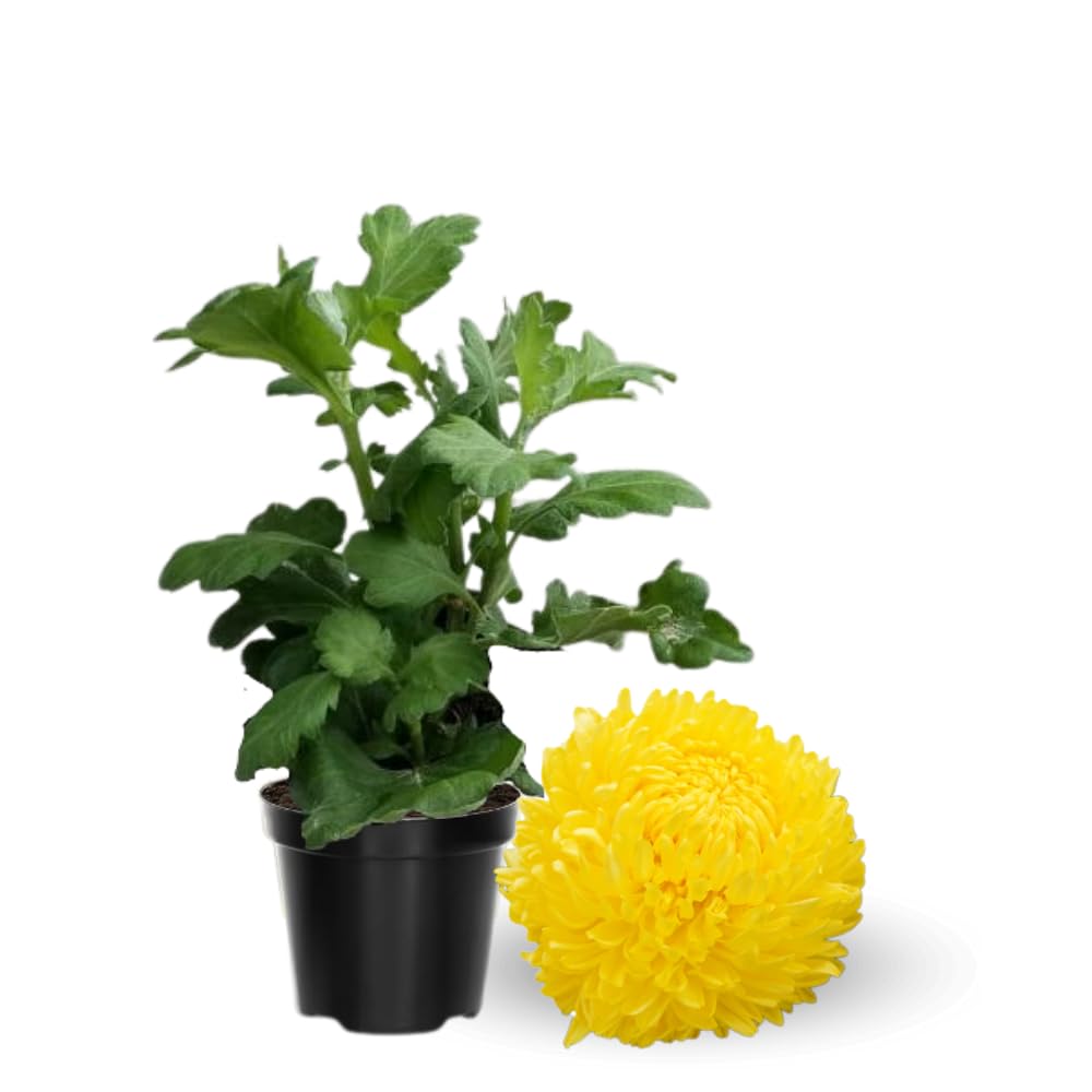Chrysanthemum Flower Plant, Double Yellow Mums Plant Live for Gardening Outdoor, 5 to 7 Inc Tall Well Rooted Mum Live Plant