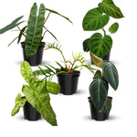 1 Random Philodendron Plant Live, Rare Tropical Variegated Live Indoor Houseplant, Starter Plants No Pot, 5-9" in Tall