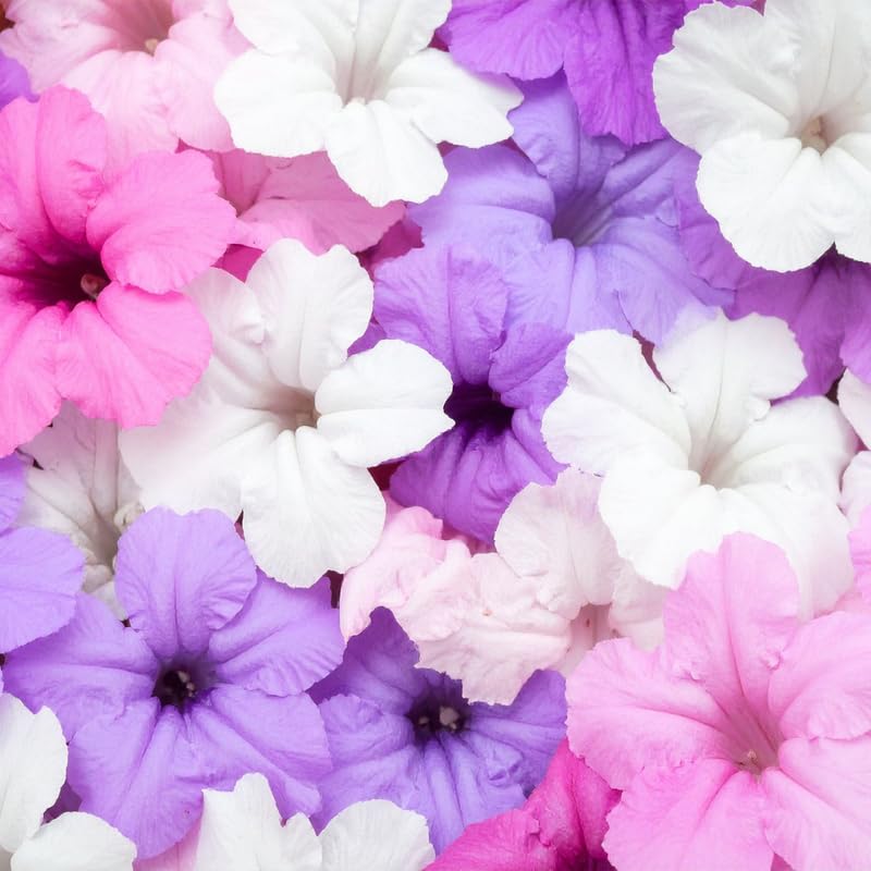 2 Random Mexican Petunia Live Plants, Hardy Mexican Petunia Bush Cold Hardy, Starter Size 5-10 Inches in Tall, No Pot