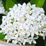 2 Snow Ixora Live Plants, Well-Rooted Flowering Ixora Shrub Seedlings, 4-9” Tall, Tropical Ixora Bush for Indoor or Outdoor Garden