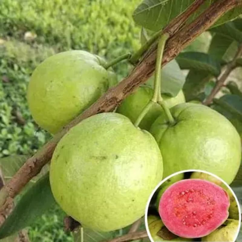 Fragrant Guava Tree Live Plant, Well Rooted 4"-10" in Tall, Tropical Fruit Guavas for Gardening, Zones 9-11 (Pink)