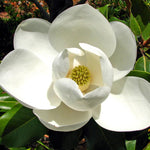 Sweetbay Magnolia Plant Live, 8 to 11 Inches Tall, Magnolia Tree Live Plant for Gardening Shrub Plant Outdoors