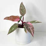 Philodendron Plant Live, Variegated Philodendrons, Tropical Houseplant Well Rooted 4-8 Inches (Pink Philodendron)