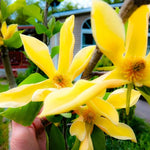 Yellow Magnolia Tree Live Plant in 2.5 Inches in Pot, Starter Plant, Fragrant Perennial Ornamental Plants Shrub for Outdoor Garden