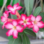 Light Pink Desert Rose Plant Live, 4-7" Tall, Adenium Obesum Well-Rooted Succulent for Indoor Outdoor Displays