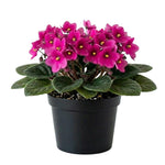 African Violets Live Plant, Pink African Violet Plant, 3-5 Inches Tall, Vibrant Blooms, Easy Care Indoor Flowering Plants for Home and Office Decoration