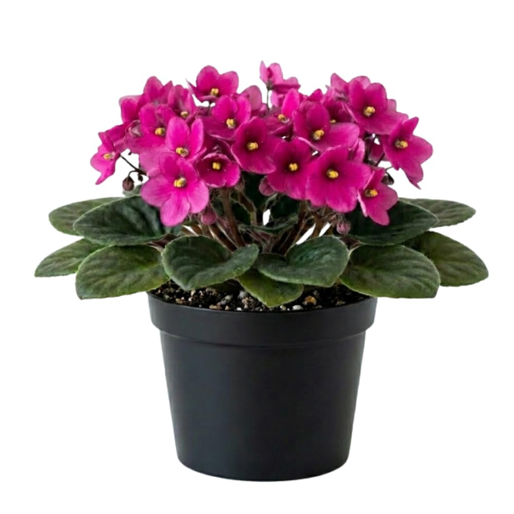 African Violets Live Plant, Pink African Violet Plant, 3-5 Inches Tall, Vibrant Blooms, Easy Care Indoor Flowering Plants for Home and Office Decoration