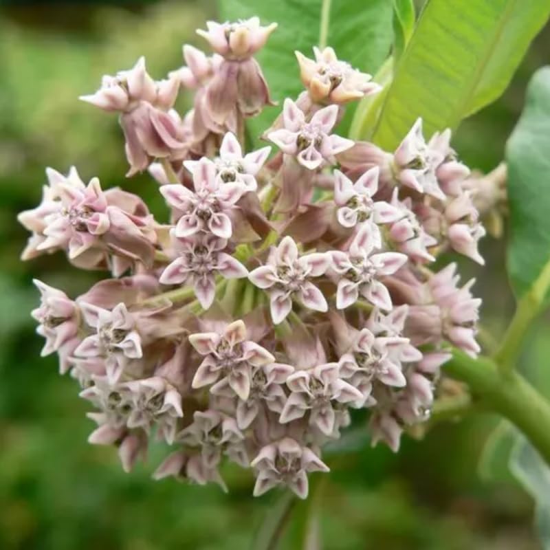 4 Milkweed Plants Live, Broadleaf Butterfly Milkweed Asclepias Tuberosa Perennial Wildflowers Swamp Common Bush, 5-9" in Tall, No Pot