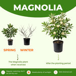 Yellow Magnolia Tree Live Plant in 1 Gallon Pot, 1-2 Feet Tall, 2 Years Old Well-Rooted Tree, Cold Hardy, Magnolia Shrub for Spring Planting, Fast-Growing