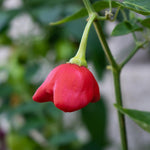 2 Plants Aji Dulce Pepper Live Plants Per Pot, 100 Days Old Pepper Plant Well Rooted Seedlings, Hot Peppers for Year Round Harvesting