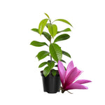 Dormant Ann Magnolia Tree Live Plant 4-8 Inches, Pink Blooms Magnolia Bush, Fragrant Magnolia for Growing