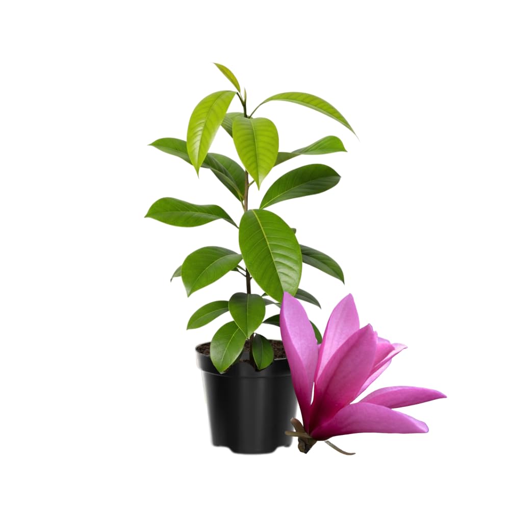 Dormant Ann Magnolia Tree Live Plant 4-8 Inches, Pink Blooms Magnolia Bush, Fragrant Magnolia for Growing