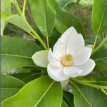 Sweetbay Magnolia Tree in Gallon Pot, Live Flowering Magnolia Tree, Hardy Ornamental Shade Trees with Fragrant Blooms