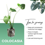 Colocasia Esculenta, Colocasia Live Plant, Elephant Ears Live Plant, Esculenta Taro Live Houseplant, 5-8 Inc Tall, No Pot (Rare Colocasia)