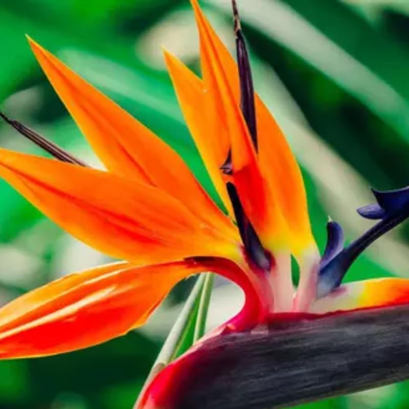 Bird of Paradise Plant Live for Planting, 5 to 10 Inches Tall, Tropical Strelitzia Reginae Bird of Paradise Live Plant (Orange Bird of Paradise)