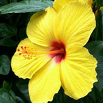 Hibiscus Plants Live, Tropical Hibiscus Plant, Perennial Flower Bush, 7 to 13 Inch Tall