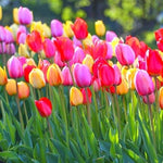 Mix Double Tulip Bulbs for Fall Planting, 20 Tulip Flower Bulbs, Large Bulbs