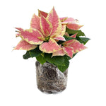Yellow Pink Poinsettia Plant Live 4-8 Inches, Vibrant Poinsettia Flowers for Holiday, Live Indoor Houseplant, No Pot