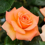 Rose Plant Live, Fragrant Heirloom Flower Bush, 5-10 Inch Tall, Grows as Climbing or Shrub for Outdoor Garden, No Pot (Rosa Orange Rose)