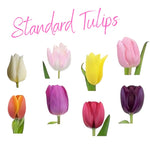 20 Tulip Bulbs for Fall Planting, Large Top Size Tulip Bulbs by Hardiness Zones 3-11, Cold Hardy, Mixed Random Tulip Color for Gardens, Borders or Flowerbeds