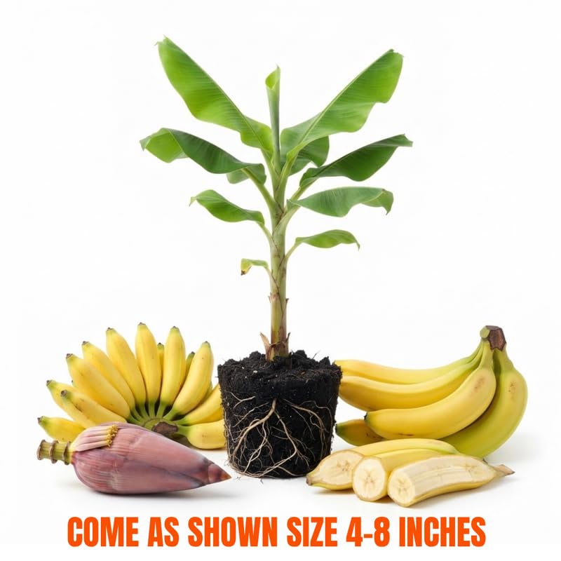 Grand Nain Banana Tree Live Plant, Edible Fruit, 4-6" Tall