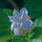 3 Plants of Jasmine Plants Live, Jasmine Maid of Orleans Live Plants, 4 to 6 Inc Long, Live Jasmine Plants, Tea Jasmine Plant for Garden