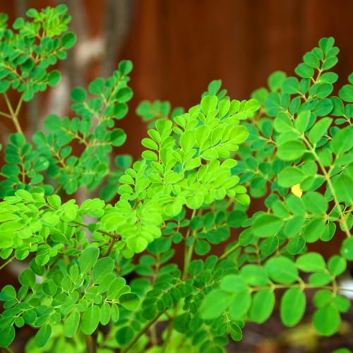Moringa Live Plant, 16-24 Inch Malunggay Trees Live Plants, Perennial Moringa Plants Live in Pot