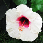 Hardy Hibiscus Plant Live, White Hibiscus Tree Live Plant from 4 to 7 Inches Tall, Perennial Hibiscus Flower