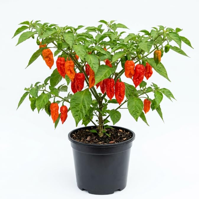 Hot Pepper Plant, Pepper Plant Live for Planting, 4 Inc Pot, 4-6 Inc Pot, Chili Pepper Plant, High Yield Pepper Seedling for Home and Garden Growing, 2 Plants in Pot