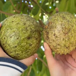 Yellow Annona Muricata Mountain Soursop Tree Live Plant, Starter Size 5”-10” Seedling in Pot, Hardy, Tropical Flavor