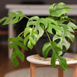 Rare Monstera Plant, Monstera Live Plant Fully Rooted, Ready to Grow Philodendron 4-8 Inches, Live Houseplants, Indoor Plants (Split-Leaf Monstera)