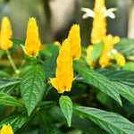 Set 2 Yellow Shrimp Plants Live, Golden Shrimp Plants, Shrimp Well Rooted, Live Shrimp Plant Indoor Outdoor, 4 to 6 Inches Tall
