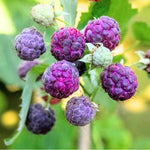 Everbearing Raspberry Bush Plant Live, Cold Hardy, Raspberries Plants Established Roots Live for Planting, 1 Plant 5-9 Inc Tall, No Pot (Purple)