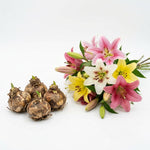 Pack of 4 Mix Lily Bulbs for Planting, Bright Sunny Blooms, Summer Flowering Perennial Garden Flowers, Lily Bulbs for Containers and Outdoor Garden