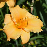 Set 10 Apricot Daylily Bulbs for Planting, Hardy Perennial Lily Roots for Colorful Summer Blooms