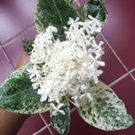 2 Snow Ixora Live Plants, Well-Rooted Flowering Ixora Shrub Seedlings, 4-9” Tall, Tropical Ixora Bush for Indoor or Outdoor Garden