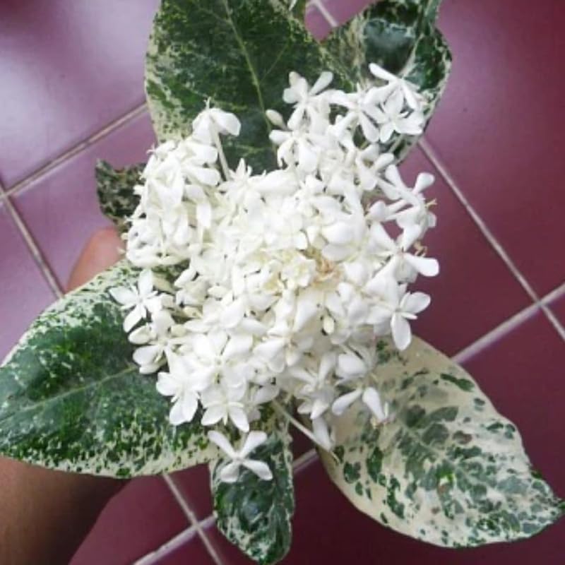 3 Snow Ixora Plants Live, Flowering Ixora Bush Shrub, 5-9” Tall, Tropical Ixora Well-Rooted for Planting Home Garden