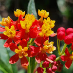 4 Milkweed Plants Live, Tropical Butterfly Milkweed Asclepias Tuberosa Perennial Wildflowers Swamp Common Bush, 5-9" in Tall, No Pot