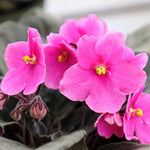 African Violet Live Plant, 4 Inch Pot African Violets Live Plant, Live Afican Violets Plants, Flowering African Violets Live Plants Indoor Garden, Perennial Live African Violet Plants