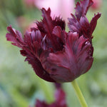 Common Black Tulip Bulbs, Vibrant Spring Blooms for Garden Beds and Containers, 10 Bulbs per Pack (Black Parrot)