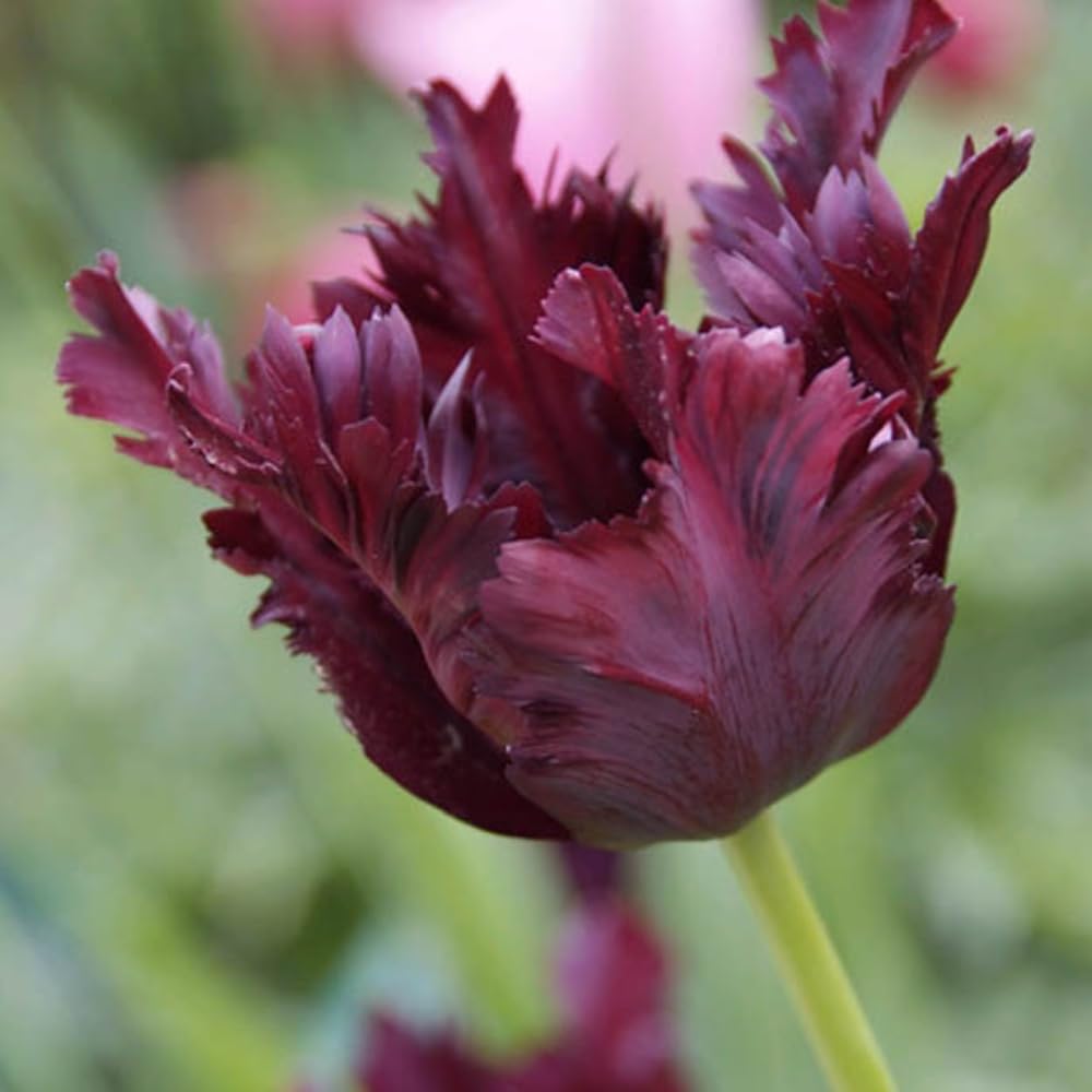 Common Black Tulip Bulbs, Vibrant Spring Blooms for Garden Beds and Containers, 10 Bulbs per Pack (Black Parrot)