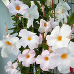 4 Mandevilla Plants, Flowering Mandevilla Vine, 4-6” Tall,Trailing Outdoor Plant for Trellises, Hanging Baskets, or Pots