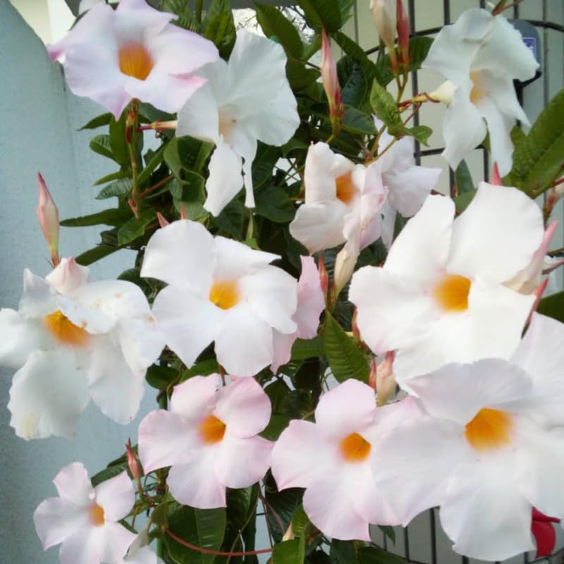4 White Mandevilla Plants, Flowering Mandevilla Vine, 4-6” Tall,Trailing Outdoor Plant for Trellises, Hanging Baskets, or Pots