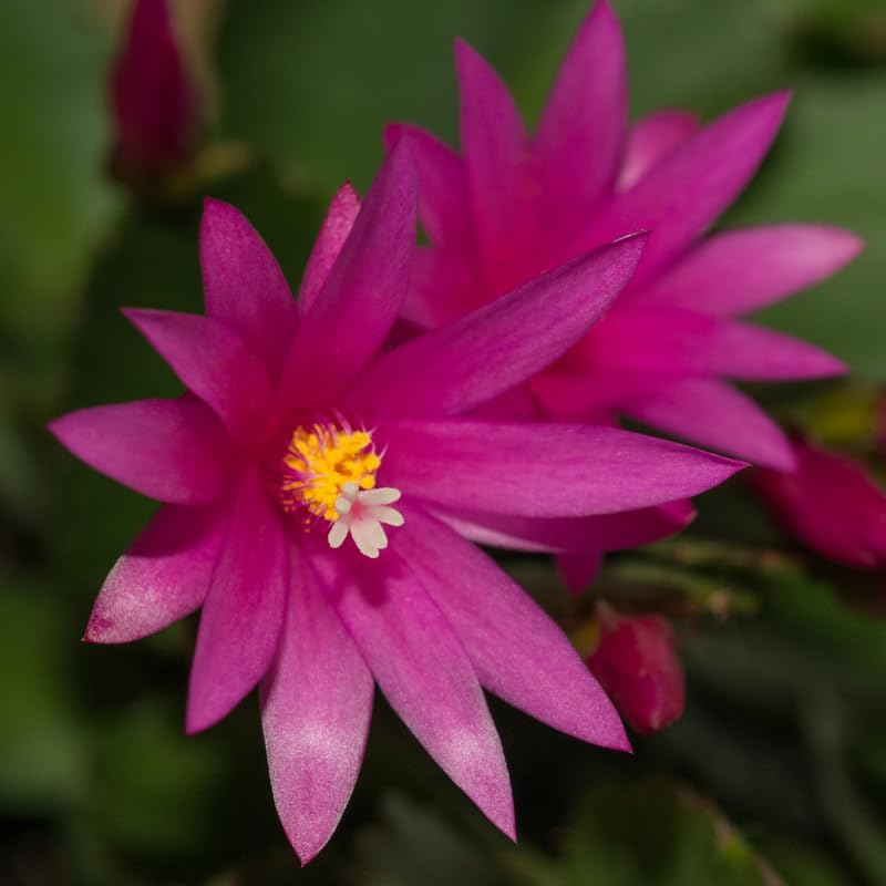 Pink Easter Cactus Plants Live, 4 to 6 Inch Tall Easter Cactus Plants Live Indoor Garden, Live Easter Cactus Flower Plant, Spring Cactus Live Houseplant, Easter Cactus