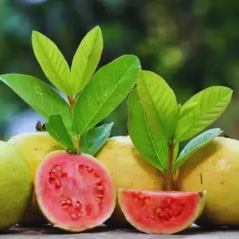 Fragrant Guava Tree Live Plant, Well Rooted 4"-10" in Tall, Tropical Fruit Guavas for Gardening, Zones 9-11 (Pink)