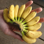 Truly Tiny Banana Plant Live, 4-6" Tall Well-Rooted for Indoor Tropical Displays, Cold Hardy Banana Fruit Tree