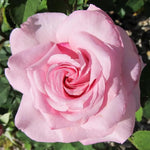 Rose Bush Live Plant, Hybrid Tea Rose Plant Live, 5-9 Inch Tall, Fragrant Flowers Tree, Well-Rooted 1 Year Old, No Pot (Pink Rose)